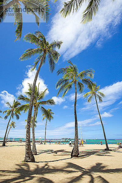 Palmen und ein sonniger Tag am Kahanamoku Beach; Oahu  Hawaii  Vereinigte Staaten von Amerika
