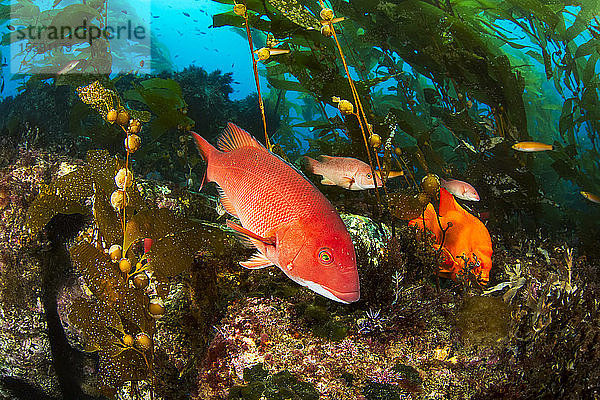 Ein weiblicher Schafkopf (Semicossyphus pulcher) und ein Garibaldi (Hypsypops rubicundus) sind in einem Wald aus Riesentang (Macrocystis pyrifera) vor Santa Barbara Island abgebildet; Santa Barbara Island  Kalifornien  Vereinigte Staaten von Amerika