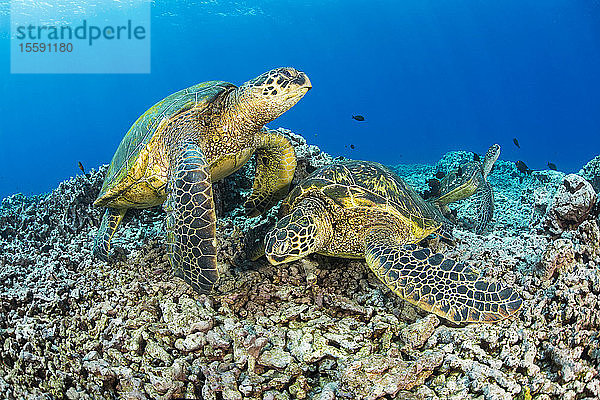 Mehrere grüne Meeresschildkröten (Chelonia mydas)  eine gefährdete Art  versammeln sich an einer Reinigungsstation vor West Maui; Maui  Hawaii  Vereinigte Staaten von Amerika
