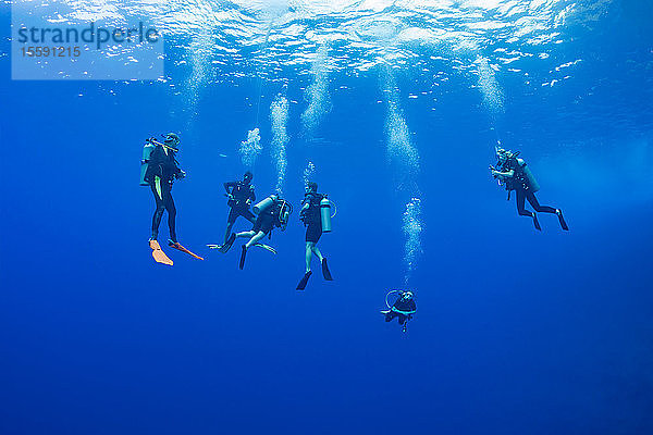 Taucher  die für eine Dekompressionspause in 15 Fuß Tiefe hängen  bevor sie an der Rückwand des Molokini Marine Preserve vor Maui auftauchen; Hawaii  Vereinigte Staaten von Amerika