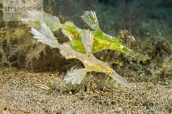 Das Männchen des Geisterpfeifenfisches (Solenostomus paegnius) ist hier vor dem größeren grünen Weibchen abgebildet; Philippinen