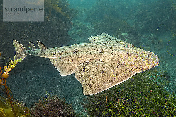 Der Pazifische Engelhai (Squatina californica) sieht mit seinem flachen KÃ¶rper und den riesigen  flÃ?gelartigen Brustflossen eher wie ein Rochen als ein Hai aus. Seine FÃ¼rbung macht es schwierig  ihn auf dem Sandboden zu sehen  wo er oft ruht; Santa Barbara Island  Kalifornien  Vereinigte Staaten von Amerika