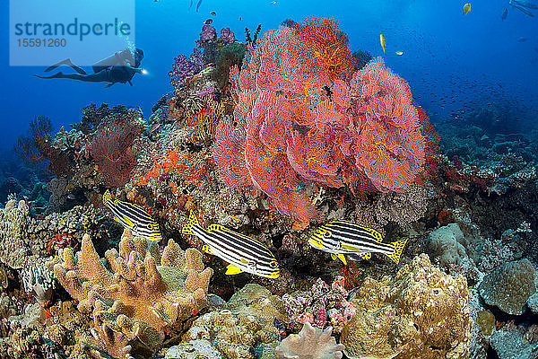 Taucher und drei orientalische Süßlippenfische (Plectorhinchus orientalis) mit Gorgonien und Alcyonenkorallen; Fidschi