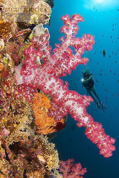 Alcyonenkorallen dominieren diese Riffszene mit einem Taucher; Komodo  Indonesien