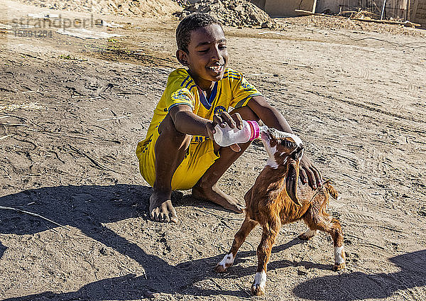 Nubischer Junge  der eine junge Ziege (Capra aegagrus hircus) mit der Flasche füttert; Tombos  Nordstaat  Sudan