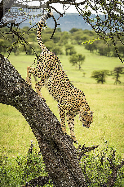 Ein männlicher Gepard (Acinonyx jubatus) läuft an einem Baumstamm entlang. Er hat braunes Fell mit schwarzen Flecken  und im Hintergrund sind Bäume und Hügel zu sehen. Klein's Camp  Serengeti-Nationalpark; Tansania