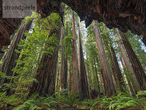 Die Redwoods in Nordkalifornien sind ein faszinierender Ort zum Erkunden. Die Bäume erstrecken sich in den Himmel  was eine Ewigkeit zu sein scheint; Klamath  Kalifornien  Vereinigte Staaten von Amerika