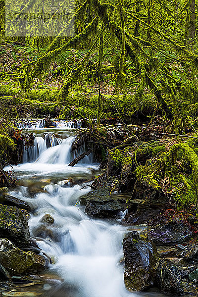 Bach  der über Felsen durch einen üppigen Wald mit moosbewachsenen Felsen und Bäumen fließt; Maple Ridge  British Columbia  Kanada