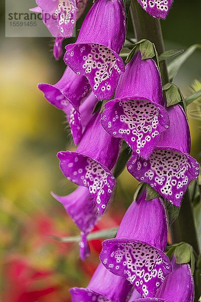 Nahaufnahme von blühenden Fingerhutblüten (Digitalis) in einem Blumenbeet in Oregon; Astoria  Oregon  Vereinigte Staaten von Amerika