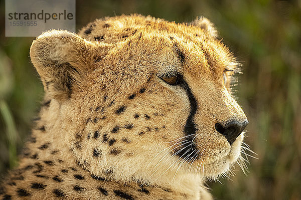 Nahaufnahme eines weiblichen Geparden (Acinonyx jubatus)  Kopf nach rechts  Klein's Camp  Serengeti-Nationalpark; Tansania