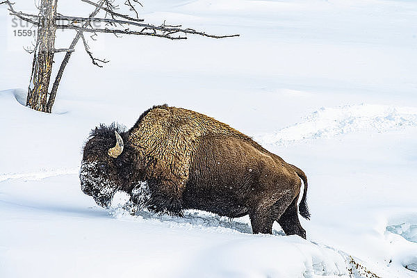 Amerikanischer Bisonbulle (Bison bison) pflügt durch tiefen Schnee im Firehole River Valley  Yellowstone National Park; Wyoming  Vereinigte Staaten von Amerika