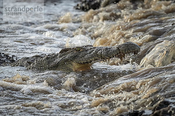 Nahaufnahme eines Nilkrokodils (Crocodylus niloticus) beim Fischen unter einem Wasserfall  Grumeti Serengeti Tented Camp  Serengeti National Park; Tansania