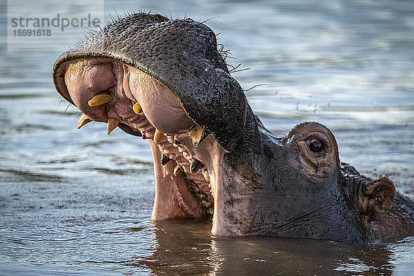 Nahaufnahme eines Flusspferdes (Hippopotamus amphibius)  das sein Maul im Fluss öffnet  Grumeti Serengeti Tented Camp  Serengeti National Park; Tansania