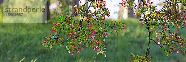 Kirschblütenbäume im Frühling im Arnold Arboretum  Boston  Massachusetts  USA