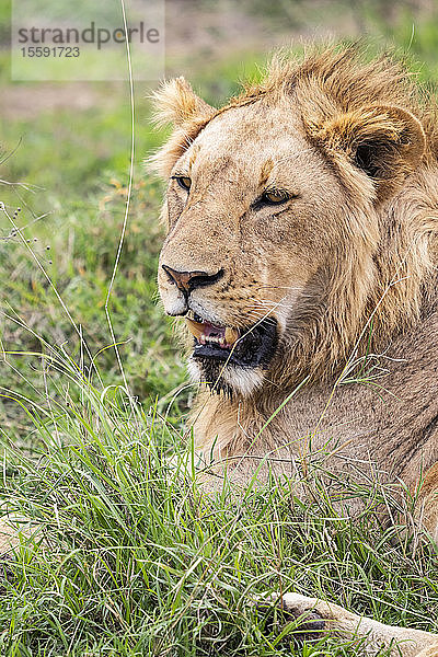Löwe (Panthera leo)  Ngorongoro-Krater  Ngorongoro-Schutzgebiet; Region Arusha  Tansania