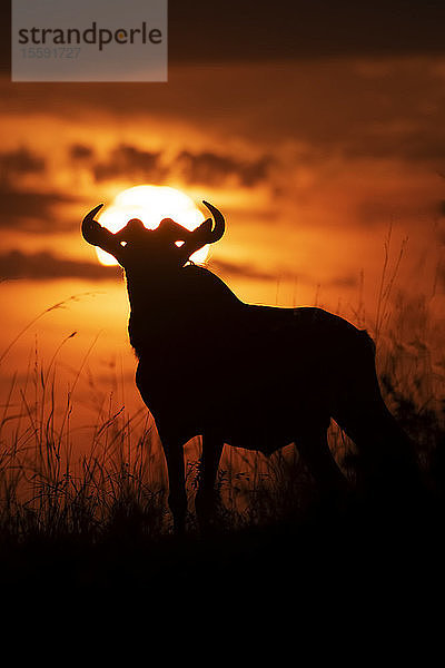 Silhouette eines Streifengnus (Connochaetes taurinus) gegen den Himmel bei Sonnenuntergang  Cottar's 1920s Safari Camp  Maasai Mara National Reserve; Kenia