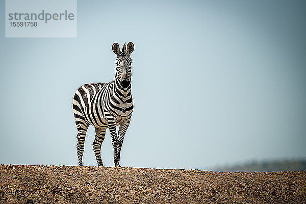 Steppenzebra (Equus quagga) steht auf einem Bergrücken in der Sonne  Grumeti Serengeti Tented Camp  Serengeti National Park; Tansania