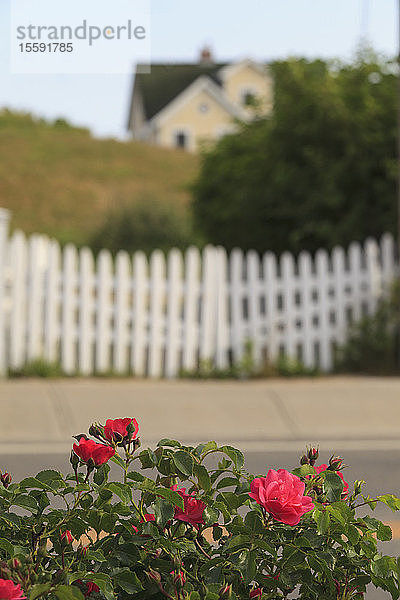 Rote Rosen mit weißem Lattenzaun