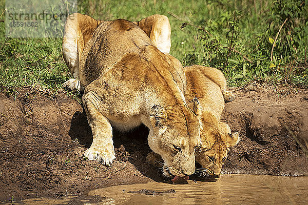 Löwin und Jungtier (Panthera leo) trinken aus einem Schlammbad  Cottar's 1920s Safari Camp  Maasai Mara National Reserve; Kenia