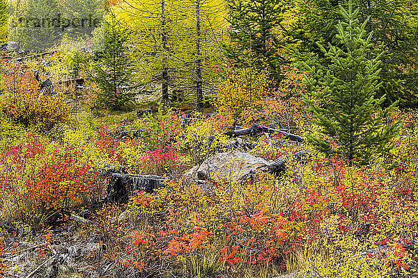 Herbstfarben im Okanagan-Tal; British Columbia  Kanada