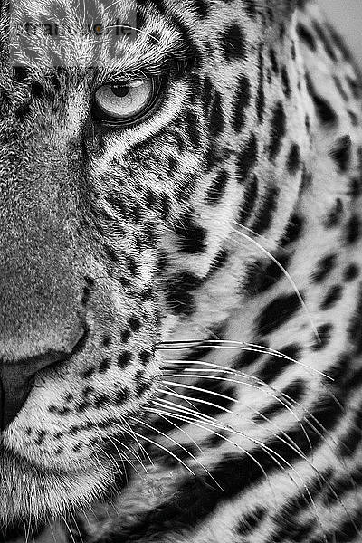 Monochrome Nahaufnahme des Gesichts eines halben männlichen Leoparden (Panthera pardus)  Cottar's 1920s Safari Camp  Maasai Mara National Reserve; Kenia