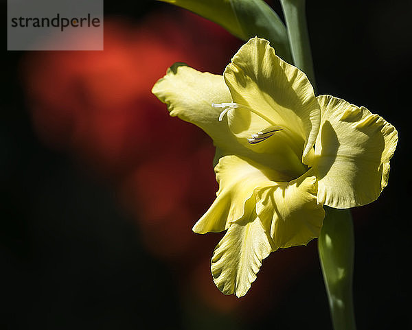 Im Abendlicht leuchtende Gladiolenblüte in einem Blumengarten in Oregon; Astoria  Oregon  Vereinigte Staaten von Amerika