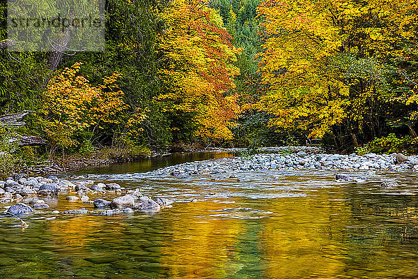 Herbstfarbenes Laub eines Waldes  das sich in einem ruhigen Wasser in den kanadischen Rockies spiegelt; British Columbia  Kanada