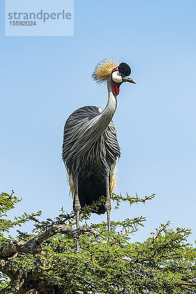 Graukronenkranich (Balearica regulorum) im Dornenbusch  der den Kopf dreht  Grumeti Serengeti Tented Camp  Serengeti National Park; Tansania