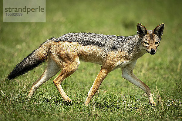 Schabrackenschakal (Canis mesomelas) läuft über das Gras und beobachtet die Kamera  Cottar's 1920s Safari Camp  Maasai Mara National Reserve; Kenia