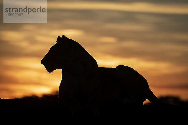 Löwin (Panthera leo) liegt in Silhouette gegen den Morgenhimmel  Grumeti Serengeti Tented Camp  Serengeti National Park; Tansania