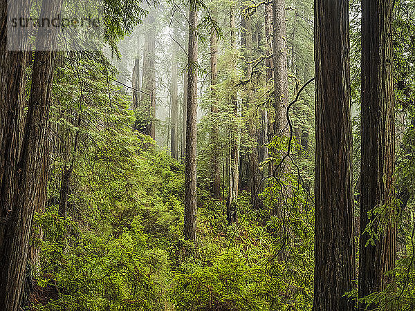 Wälder und Bäume des Redwood Forest in Nordkalifornien. Der lateinische Name ist Sequoioideae und sie gelten als die höchsten Bäume der Welt; Klamath  Kalifornien  Vereinigte Staaten von Amerika