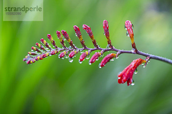 Zarte rote Blumen blühen; British Columbia  Kanada