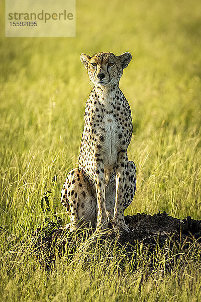 Weiblicher Gepard (Acinonyx jubatus) sitzt und starrt vom Termitenhügel  Grumeti Serengeti Tented Camp  Serengeti National Park; Tansania