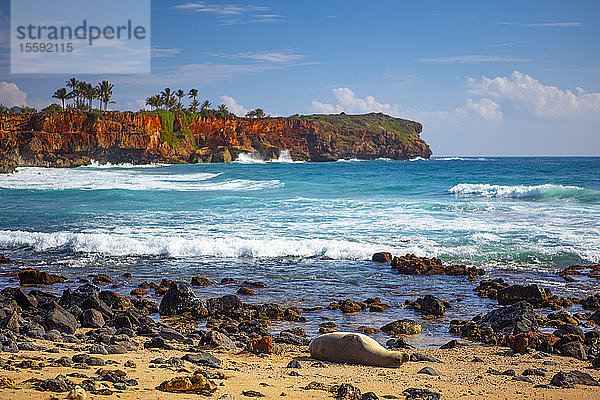 Bunte Küstenlinie mit Palmen und dem Pazifischen Ozean  der an den Strand einer hawaiianischen Insel gespült wird; Hawaii  Vereinigte Staaten von Amerika