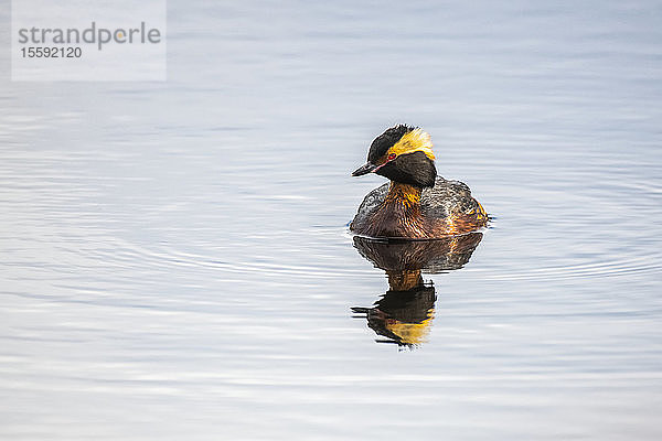 Ohrentaucher (Podiceps auritus) zeigt sein Spiegelbild beim Schwimmen in einem Teich bei Fairbanks; Alaska  Vereinigte Staaten von Amerika