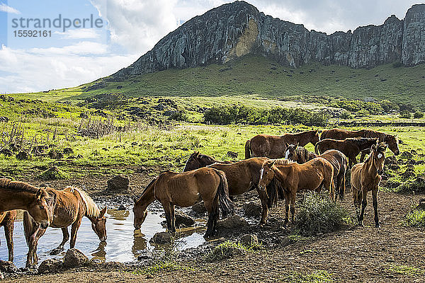 Eine Pferdeherde trinkt aus einem Teich mit einer vulkanischen Klippe im Hintergrund; Osterinsel  Chile