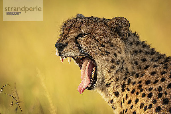 Nahaufnahme eines weit gähnenden Geparden (Acinonyx jubatus) mit Bokeh  Klein's Camp  Serengeti National Park; Tansania