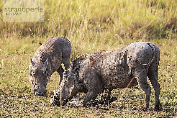Warzenschweine (Phacochoerus africanus)  Queen Elizabeth National Park; Westliche Region  Uganda