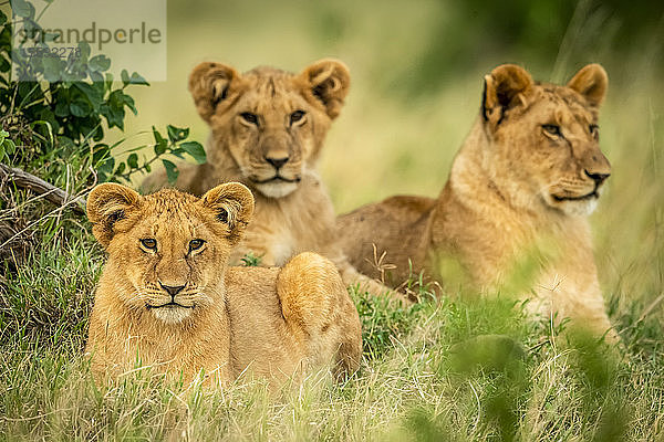 Drei Löwenjunge (Panthera leo) liegen eingerahmt von Büschen  Cottar's 1920s Safari Camp  Maasai Mara National Reserve; Kenia