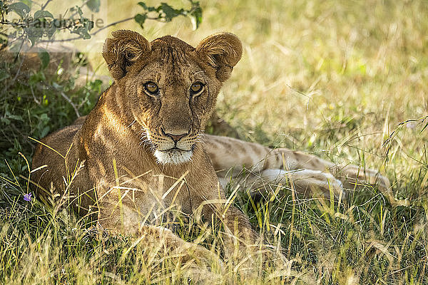 Löwenjunges (Panthera leo) liegt im Schatten des Busches  Grumeti Serengeti Tented Camp  Serengeti National Park; Tansania