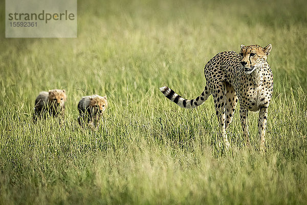 Weiblicher Gepard (Acinonyx jubatus) überquert Grasland mit zwei Jungtieren  Grumeti Serengeti Tented Camp  Serengeti National Park; Tansania