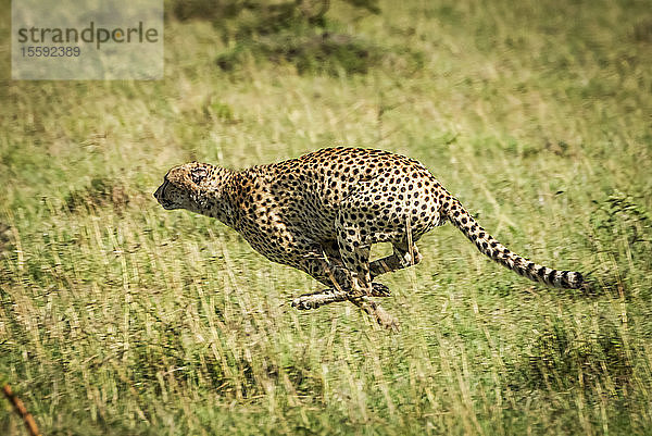 Gepard (Acinonyx jubatus) in voller Fahrt mit angezogenen Beinen  Klein's Camp  Serengeti National Park; Tansania