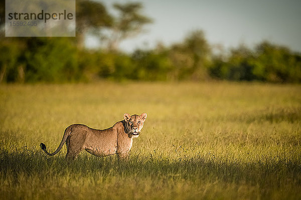 Löwin (Panthera leo) steht im langen Gras und beobachtet die Kamera  Grumeti Serengeti Tented Camp  Serengeti National Park; Tansania