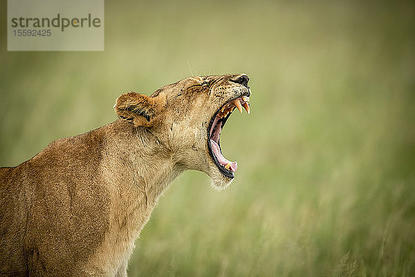 Nahaufnahme einer Löwin (Panthera leo)  die gähnend im Gras steht  Grumeti Serengeti Tented Camp  Serengeti National Park; Tansania