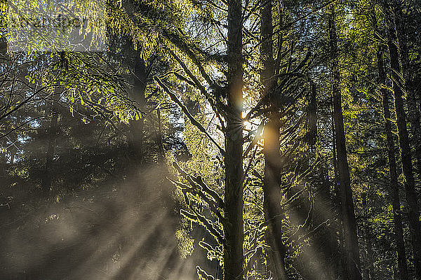 Ich stehe in den Redwood-Wäldern von Nordkalifornien. Die Bäume sind massiv und ragen in den Himmel. Das durch die Bäume und den Nebel gefilterte Licht erzeugt schöne Lichtstrahlen; Kalifornien  Vereinigte Staaten von Amerika