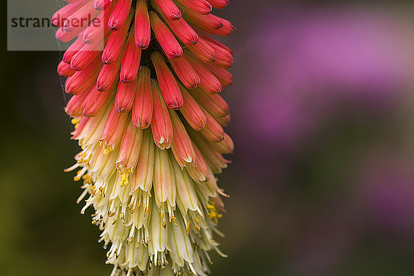 Red Hot Poker (Kniphofia) blüht in einem Blumenbeet in Oregon; Astoria  Oregon  Vereinigte Staaten von Amerika