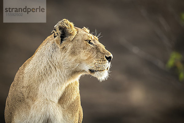 Nahaufnahme einer sitzenden Löwin (Panthera leo) mit unscharfem Hintergrund  Cottar's 1920s Safari Camp  Maasai Mara National Reserve; Kenia