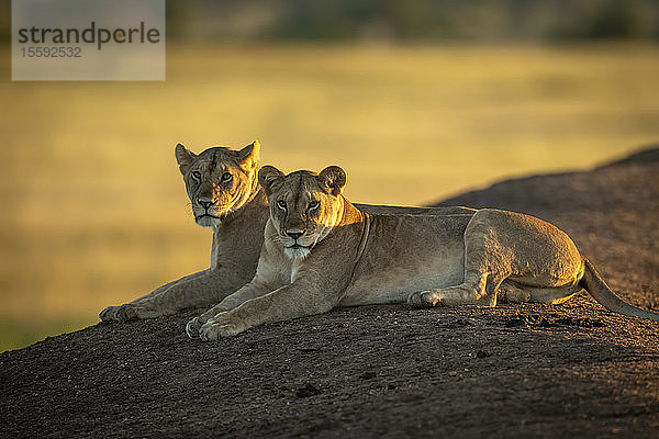 Zwei Löwinnen (Panthera leo) liegen in der Morgendämmerung am Ufer  Grumeti Serengeti Tented Camp  Serengeti National Park; Tansania