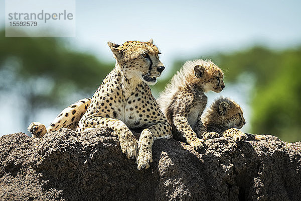 Gepard und zwei Jungtiere (Acinonyx jubatus) auf einem Hügel liegend  Grumeti Serengeti Tented Camp  Serengeti National Park; Tansania