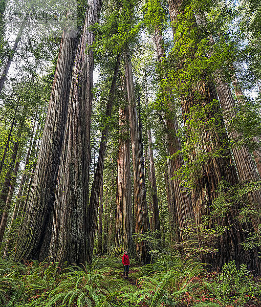 Ein Mann steht in den Redwood-Wäldern von Nordkalifornien. Die Bäume sind massiv und ragen in den Himmel; Kalifornien  Vereinigte Staaten von Amerika